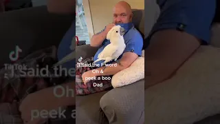 Buster the cockatoo being silly