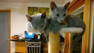 4 Month Old Russian Blue's