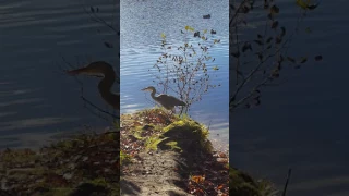 Heron taking flight