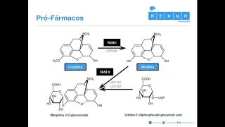 Farmacocinética Aplicada VI (Pró-fármaco)