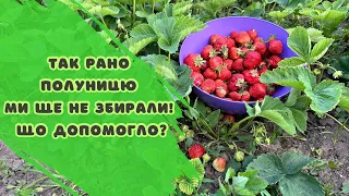 Так рано полуницю ми ще не збирали! Що допомогло?