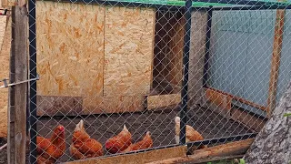 Now chickens will lay in the winter without a rooster. Eggs for every day.