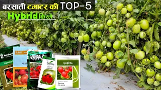 Tamatar Ki Kheti | Tomato hybrid variety | Top 5 किस्में | बरसात के लिए | टमाटर की खेती