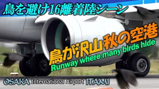 滑走路に鳥が沢山 離着陸に困るパイロットたち伊丹空港｜4K Osaka ITAMI Airport runway where many birds hide