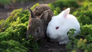 This Is Why the Childhood of Rabbits Is so Terrible-Grow Kits from 1-31-33 Days