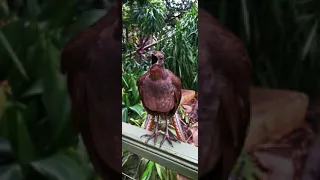 Amazing Lyrebird sing 2.0 Australia 2019