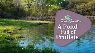 A Pond Full of Protists | Kingdoms and Classification | The Good and the Beautiful