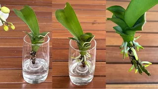 Magical Way to Make Orchids Instantly Grow Roots and Young Leaves