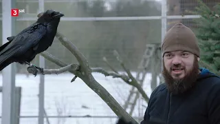 Die klugen Schwarzen: Rabenvögel Doku (2017)