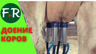 Трёхразовое доение коров. Доильная система с молокопроводом на ЭкоФерме Демьяново