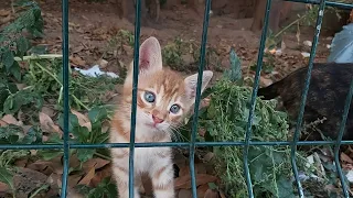 Sweet kittens and Angry Mother cat living on the street 😍🐈