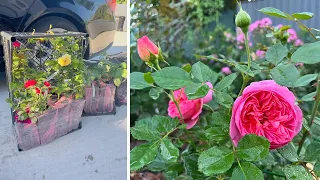 Обожнюю ранки, ДОБРИВО для ГАЗОНУ та ТРОЯНД, нова посилка від РОЗІНИ, поповнення колекції троянд