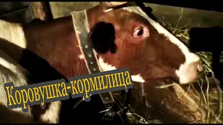 Корова - кормилица нашей семьи.