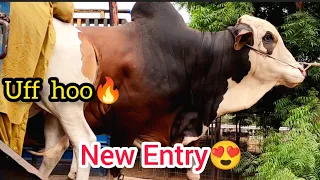 02 NEW ENTRIES at AQ Cattle Farm | Pakistan Media Today | VLOG 24