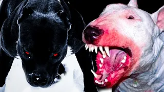 THE MOST DANGEROUS DOGS IN THE WORLD