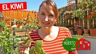 El huerto en casa 79 | kiwi