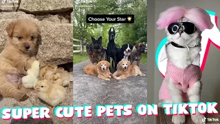 Funny and super cute pets on TikTok #2