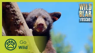 Cub Trauma | Wilde Bear Rescue S01E04 | Go Wild