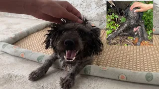 Stray dog ​​covered in maggots