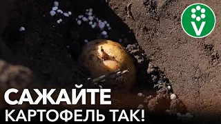 ЧТОБЫ КАРТОШКА УРОДИЛА, САЖАЙТЕ ЕЕ ТАК! Как и когда посадить картофель?