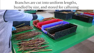 Did You Know? Episode 1 - Hardwood Cuttings