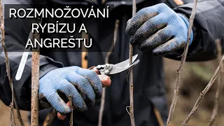 Rozmnožování rybízu a angreštu