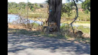 Kruger National Park Episode 2: Letaba, Satara
