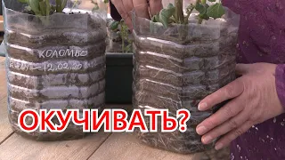 Картофель. Окучивать или нет???