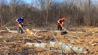 Two Guys With Chainsaws Cutting & Hauling Firewood! Felling & Bucking Up Elm, Ash, Poplar & More #26