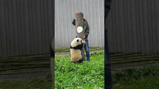 Cute Panda Video Collection 🐼 Videos Compilation Panda Culture # 144