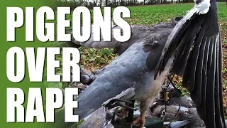 Pigeons over Rape with Andy Crow