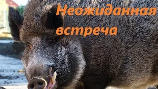 Быстрый кабанчик  (Fast wild boar)