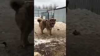 Питомник огромных Кавказских Волкодавов...