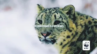 Adopt a snow leopard! *read description*