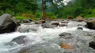 Stream flowing in the Forest, River sounds for Sleep, Insomnia, Meditation and Study