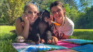 BABY CHIMP PAINTS CANVAS !