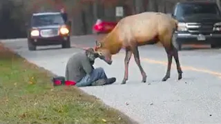 Cuando Los Animales Hicieron Cosas y Derritieron El Corazón De Todos