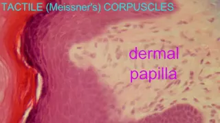 TACTILE CORPUSCLE