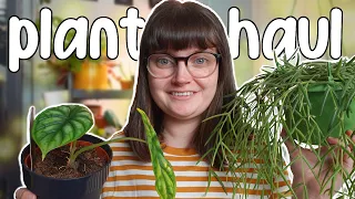 SPRING HOUSEPLANT HAUL | Hoya Linearis & Gracilis/Memoria, Alocasia Dragon Scale, Philodendron UK 21