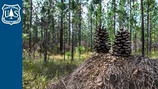 Celebrating the Nation’s Leading Forest Restoration Effort - Longleaf Pine Restoration