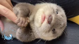 Baby Otter Looks Like a Human Baby