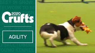 Fergus the Jack Russell having a great time at Crufts 2020!