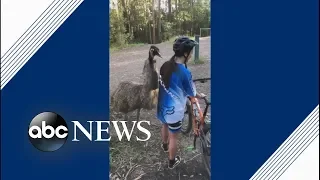 This emu really wants to be friends