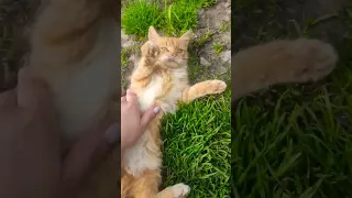 #video #cat #2023 #top #popular #catlover #catvideo #like #2023shorts #лайк #tiktok