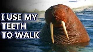 Walrus facts: they do eat bivalves... | Animal Fact Files