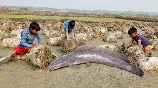 😮Best Unique Hand Fishing⏩Search & Catfish In Secret Big grass Hole❤️Big Catfish Catching Dry Season