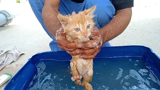 Rescued Kittens Bath/ Bathing Rescue Kittens For The First Time/ Bathing Rescued Kittens