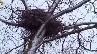 Documentary   The American Bald Eagle   National Geographic Docuemntary