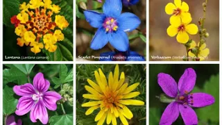 Flowering plant | Wikipedia audio article