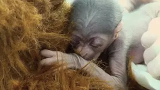 A Miracle Baby Javan Gibbon is Born at the Greensboro Science Center